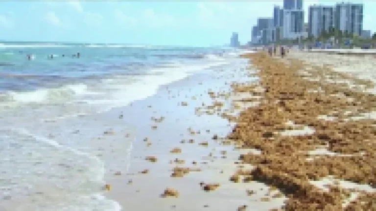 A beach scene with Seaweed all over it