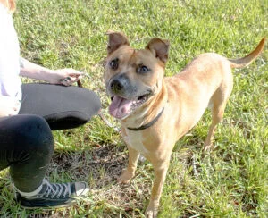 Joyful dog in grassy field with owner, promoting trust and happiness, symbolizing The Promise of companionship and loyalty.