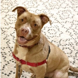 Happy dog with a red harness sitting on patterned carpet, smiling for the camera in a warm, inviting home setting.