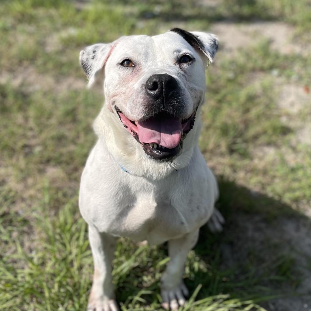 PROMISING PETS – The Promise