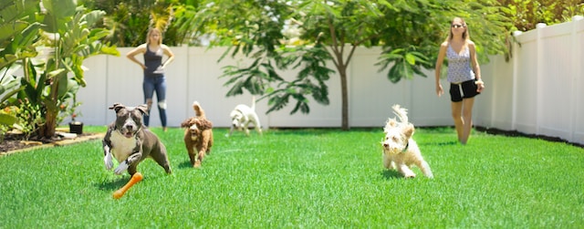A group of dogs and their owners playing