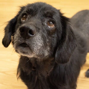 Hopeful senior dog looking for a loving home with Optima The Promise.