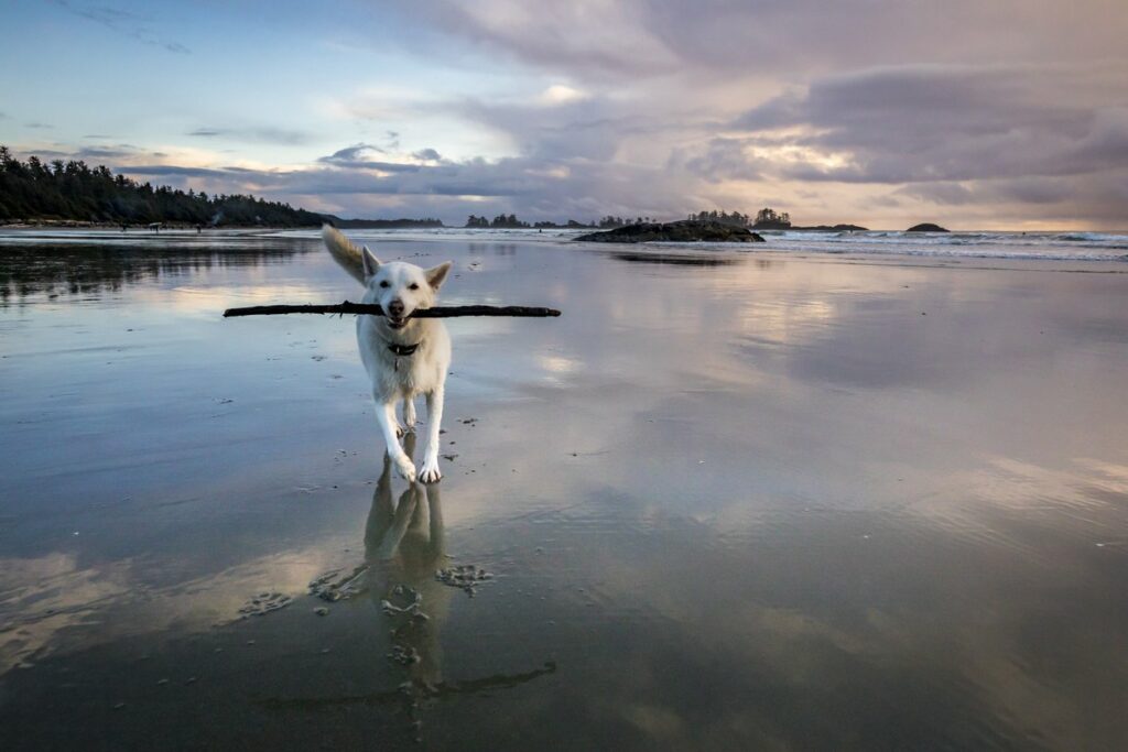 A dog running on the beach