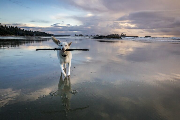 A dog running on the beach