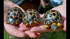 Three little baby turtles being held