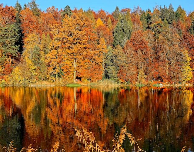 Fall trees along lakeside