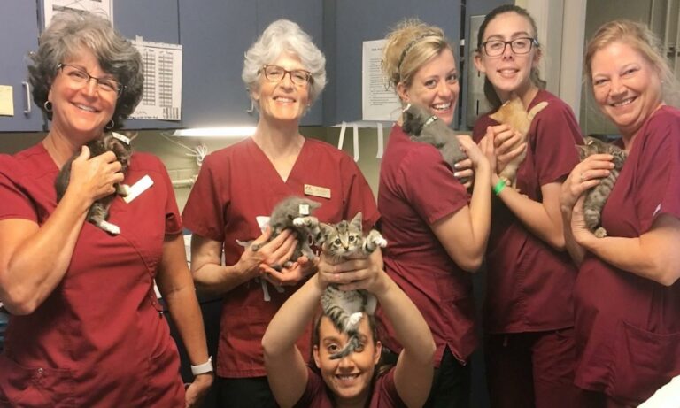 A group of vets holding up kittens